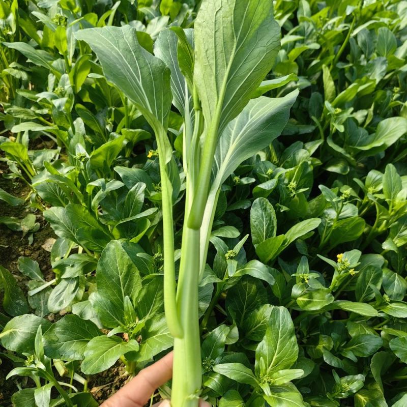 宁夏无渣四季尖叶甜菜心种子粗条甜脆菜苔芯籽春秋冬季农家蔬