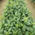 宁夏无渣四季尖叶甜菜心种子粗条甜脆菜苔芯籽春秋冬季农家蔬