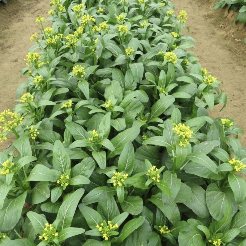 宁夏无渣四季尖叶甜菜心种子粗条甜脆菜苔芯籽春秋冬季农家蔬