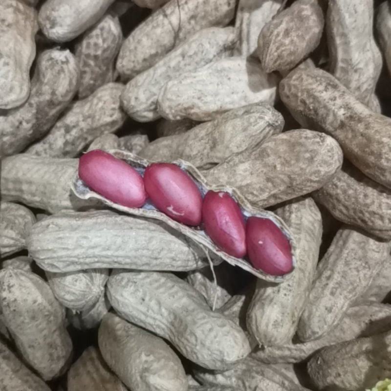 四粒红精品鲜花生