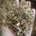 烈香杜鹃实物拍摄各种冷背药材批发，一棵是发一斤