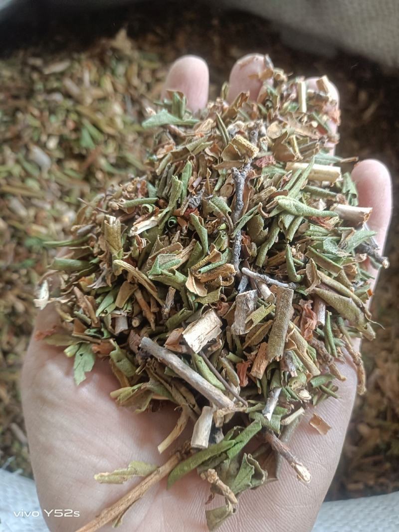 烈香杜鹃实物拍摄各种冷背药材批发，一棵是发一斤