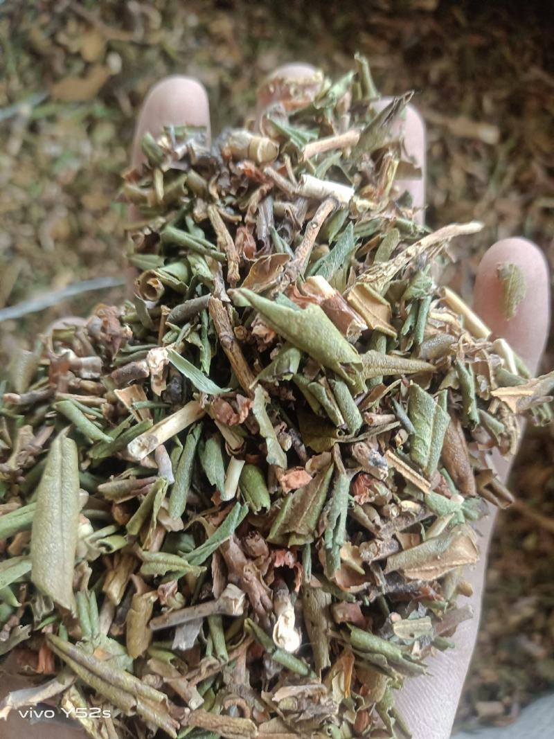 烈香杜鹃实物拍摄各种冷背药材批发，一棵是发一斤