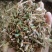 烈香杜鹃实物拍摄各种冷背药材批发，一棵是发一斤