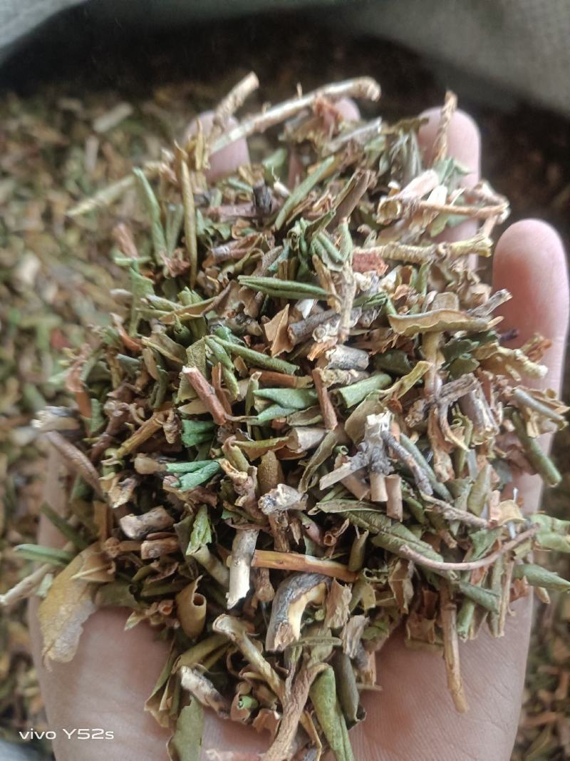 烈香杜鹃实物拍摄各种冷背药材批发，一棵是发一斤