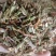 烈香杜鹃实物拍摄各种冷背药材批发，一棵是发一斤