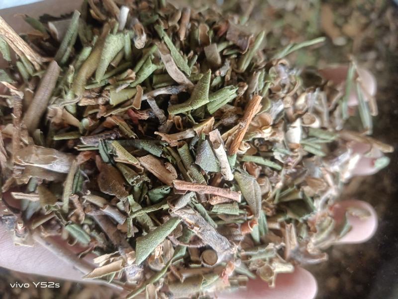 烈香杜鹃实物拍摄各种冷背药材批发，一棵是发一斤