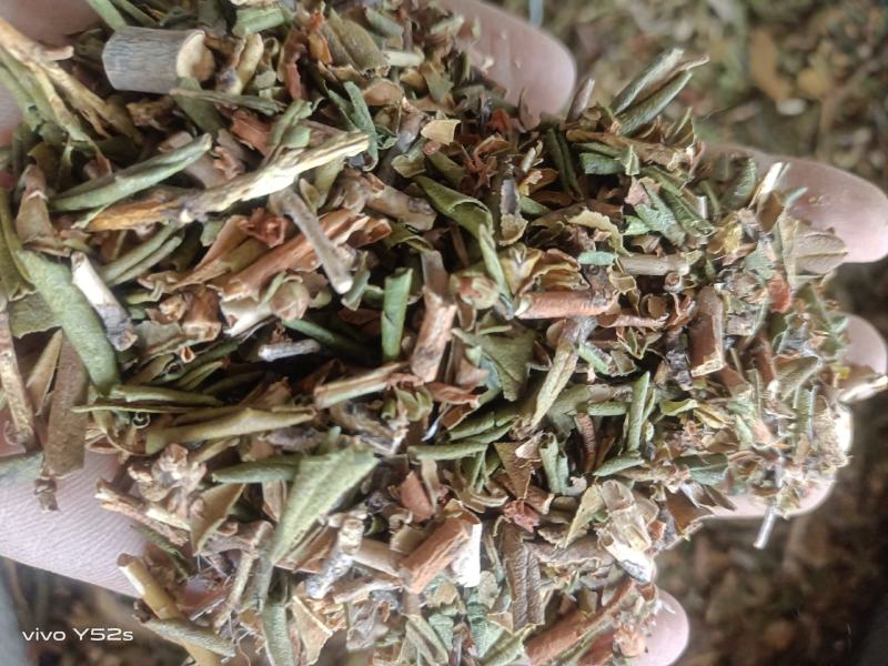 烈香杜鹃实物拍摄各种冷背药材批发，一棵是发一斤