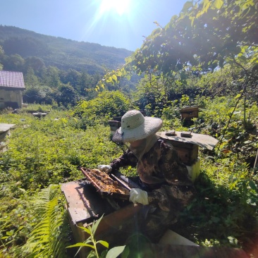 四川小凉山百花蜂蜜