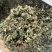 仙鹤草野生仙鹤草干度好含量高切段产地直供量大从优