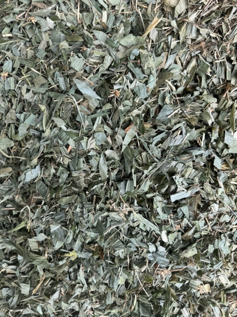 淡竹叶野生淡竹叶无根淡竹叶量大从优