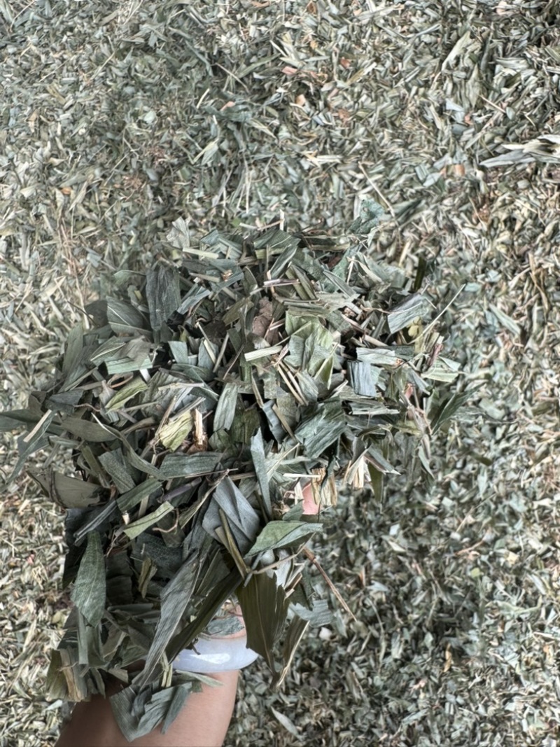 淡竹叶野生淡竹叶无根淡竹叶量大从优