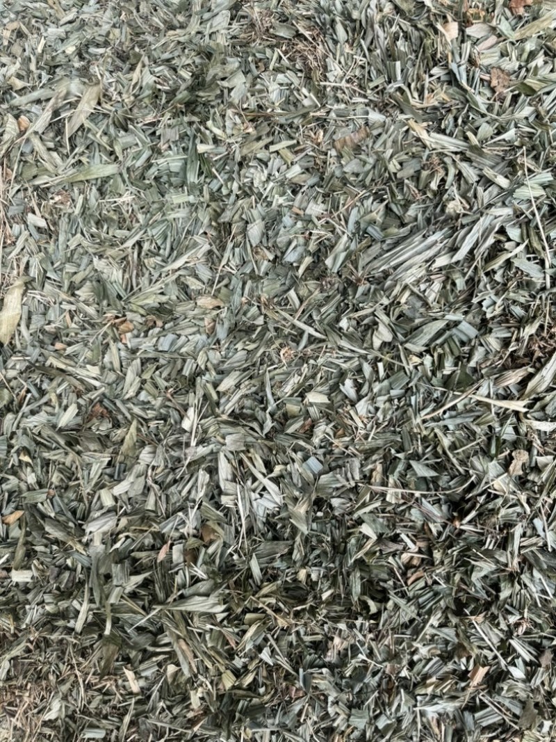 淡竹叶野生淡竹叶无根淡竹叶量大从优