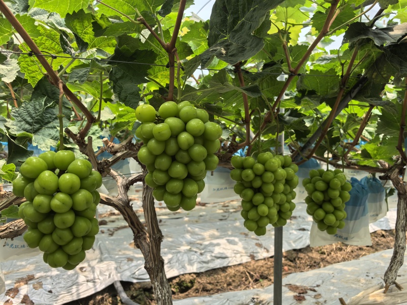 阳光玫瑰（水滴型大颗粒）