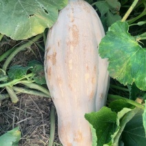 密本南瓜