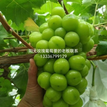 葡萄，