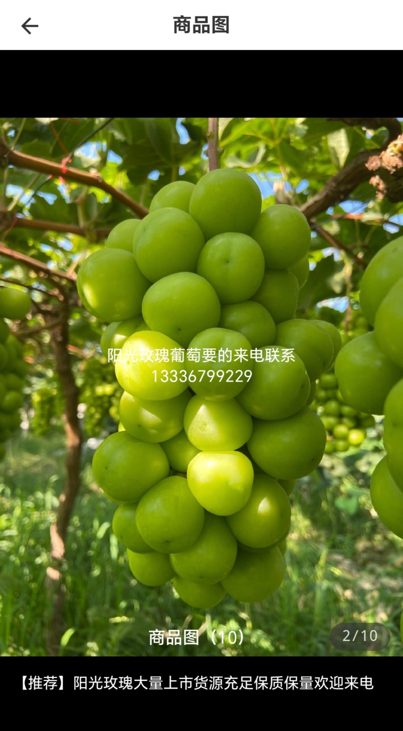葡萄，