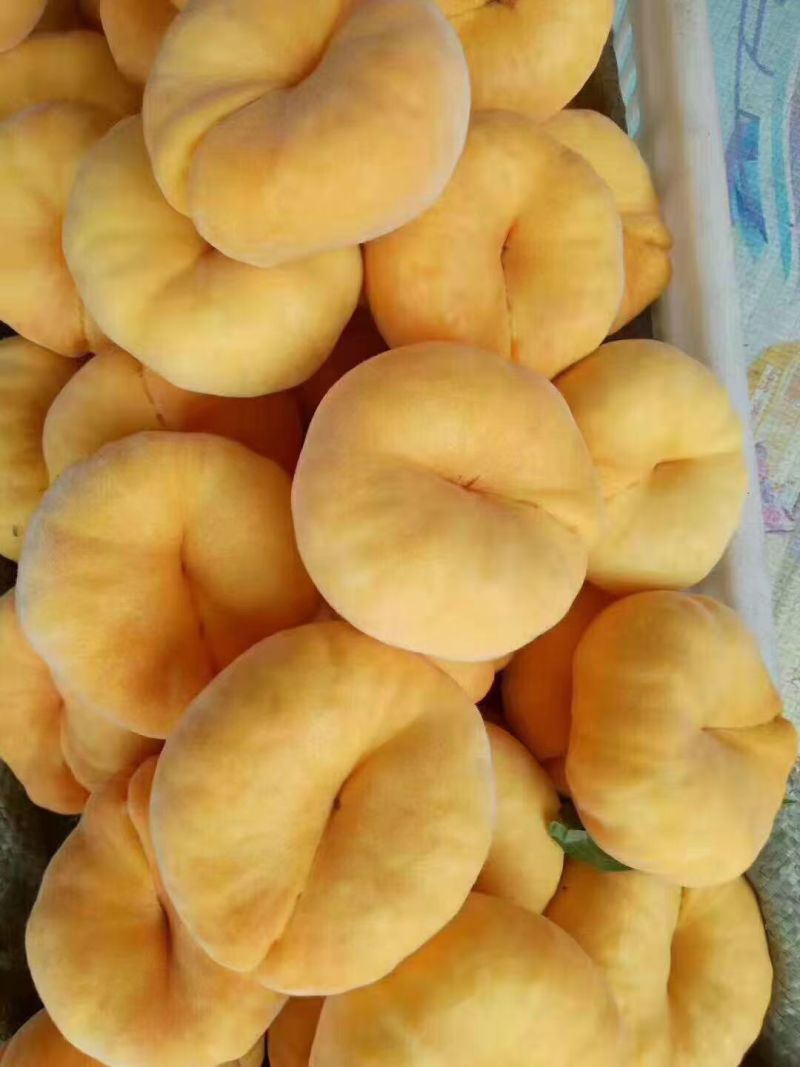 蒙阴黄毛蟠，源头产地直销近期急售支持一件代发
