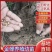 金蝉幼苗
