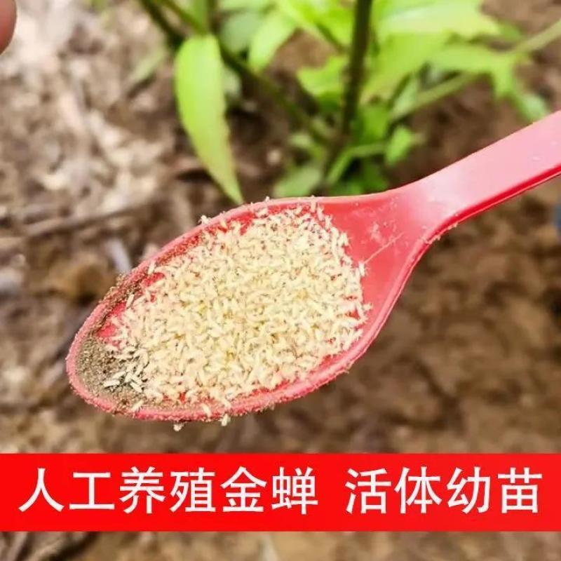 金蝉幼苗