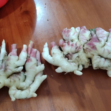 小黄姜