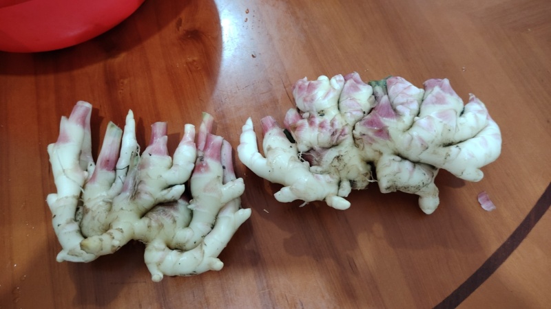 小黄姜