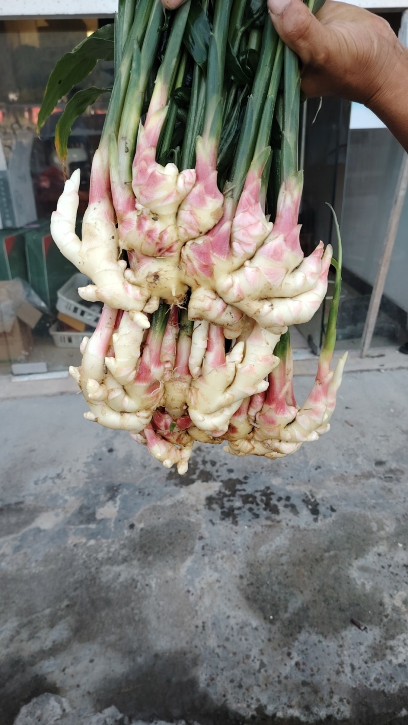 小黄姜