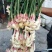 小黄姜