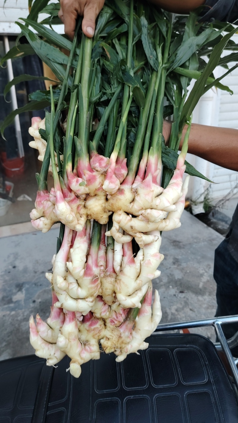 小黄姜