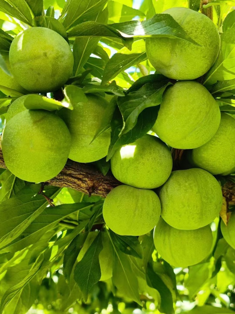 阿坝州茂县青脆李