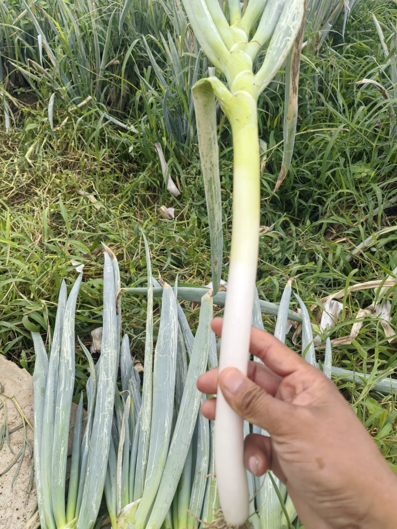 精选铁杆大葱长白葱河北产地直发支持各种包装质量保证