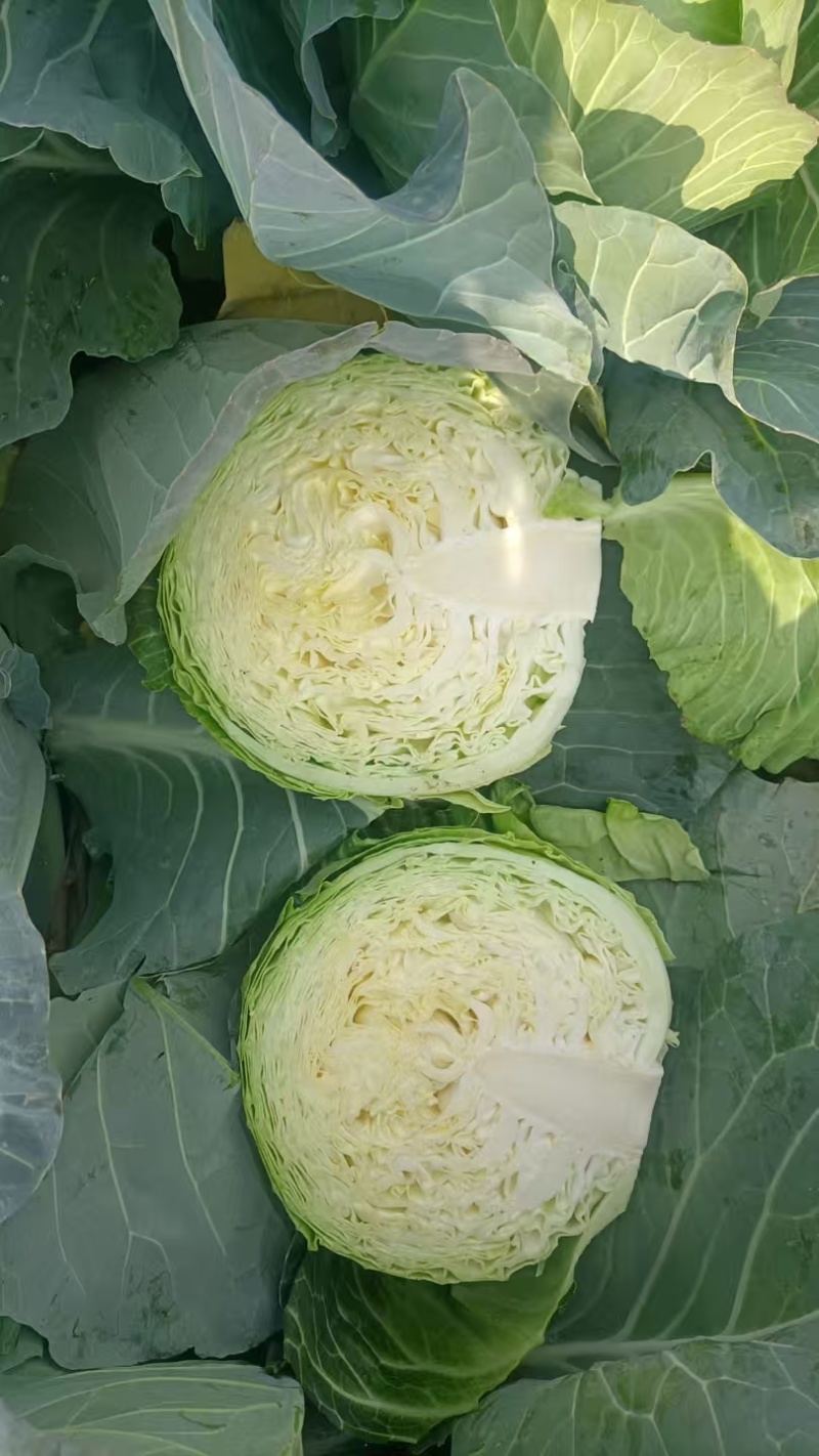 甘肃临洮高原甘蓝大量上市