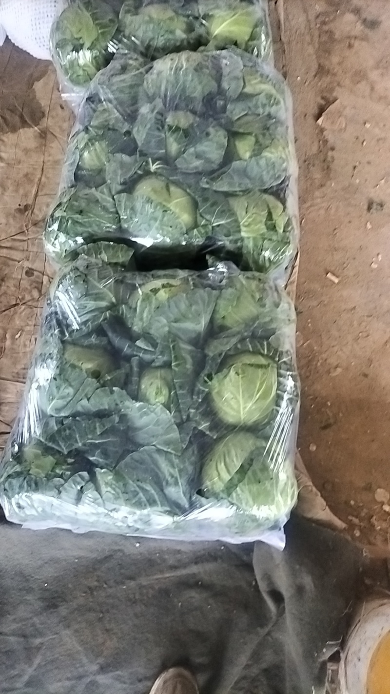 甘肃临洮高原甘蓝大量上市