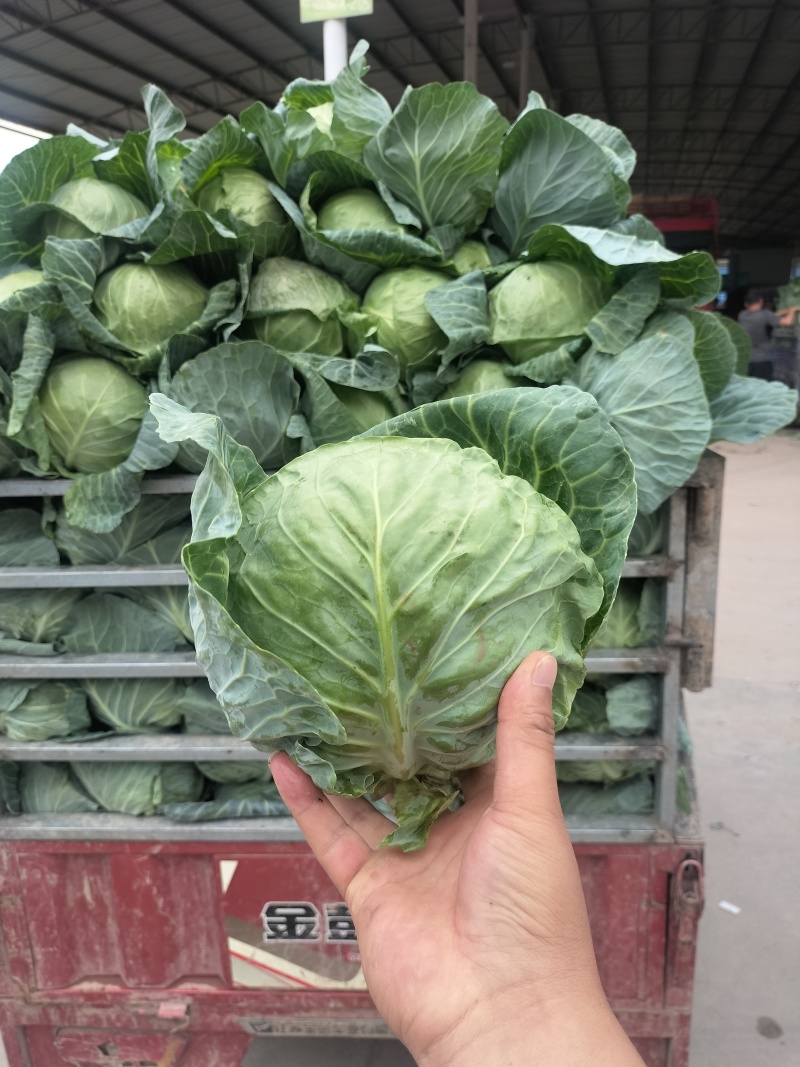 甘肃临洮高原甘蓝大量上市
