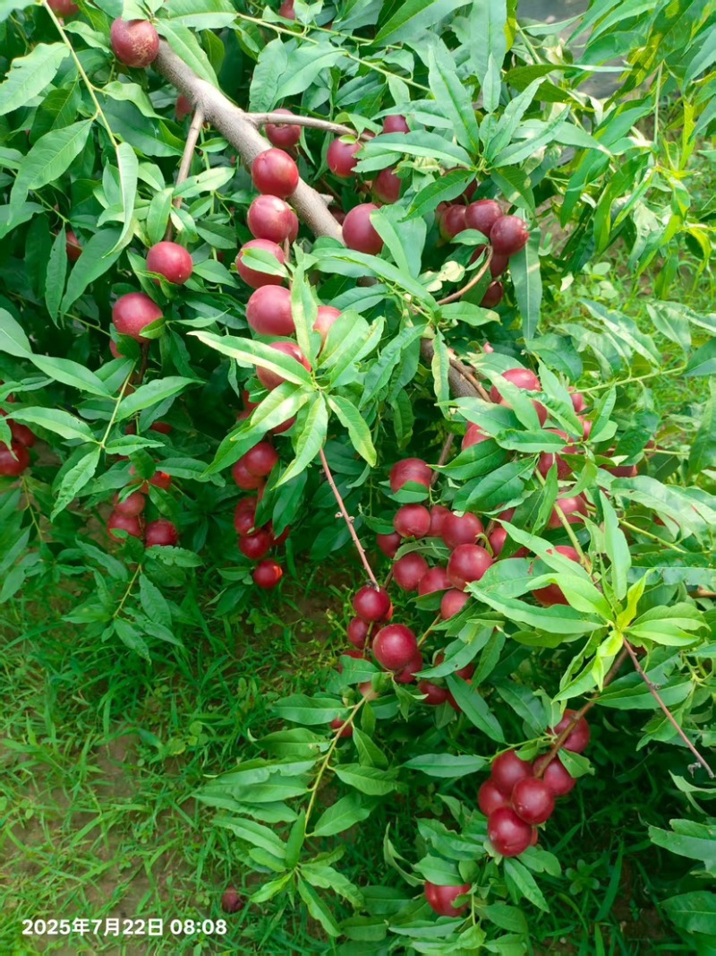 珍珠枣油桃