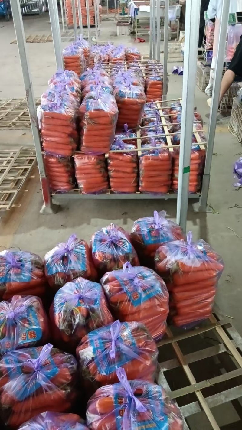 河南焦作本地红萝卜便宜处理了