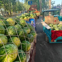 河南精品绿裳西瓜大量上市欢迎各位老板来电洽谈