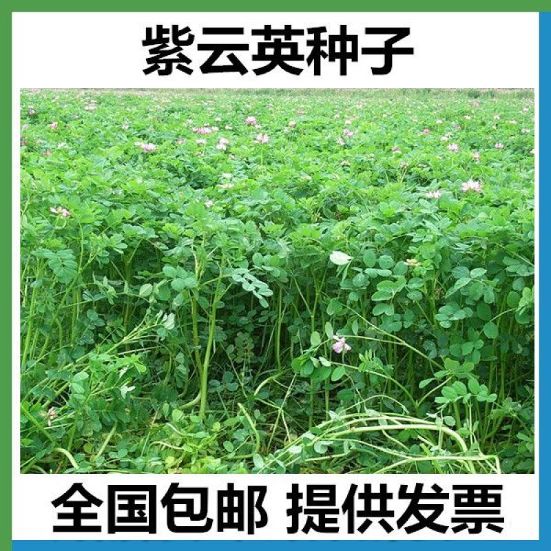 紫云英种子红花草种籽籽种四季高产绿肥草籽果园养蜂蜜源植物
