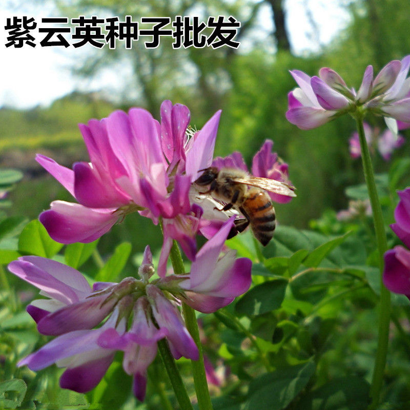 紫云英种子红花草种籽籽种四季高产绿肥草籽果园养蜂蜜源植物