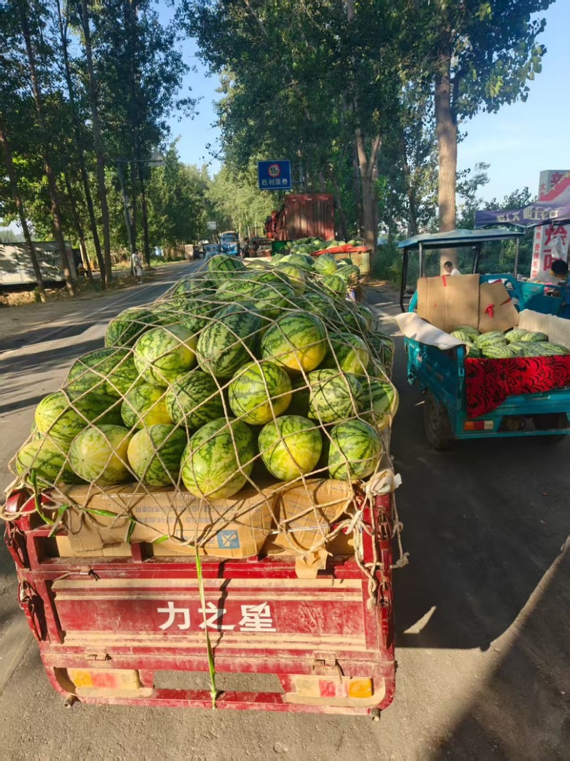 河南精品绿裳西瓜大量上市欢迎各位老板来电洽谈