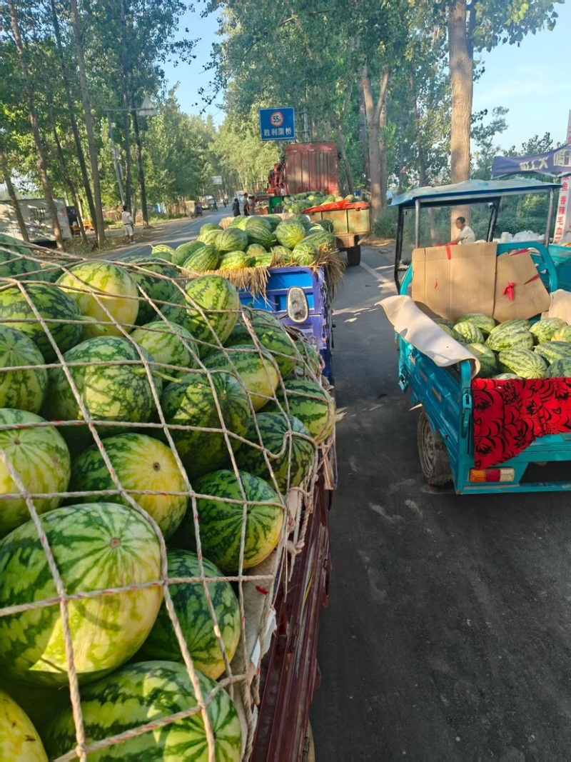 河南精品绿裳西瓜大量上市欢迎各位老板来电洽谈