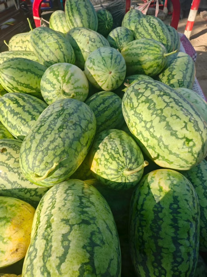 河南精品绿裳西瓜大量上市欢迎各位老板来电洽谈