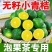 无籽小青桔非海南金桔2025年新货一件代发