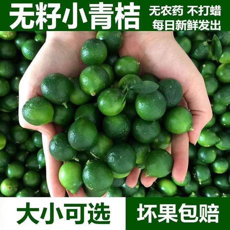 无籽小青桔非海南金桔2025年新货一件代发