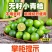 无籽小青桔非海南金桔2025年新货一件代发