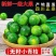 无籽小青桔非海南金桔2025年新货一件代发