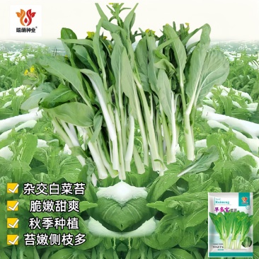 杂交白菜苔种子甜脆白菜苔种子苔多侧枝多口感甜脆