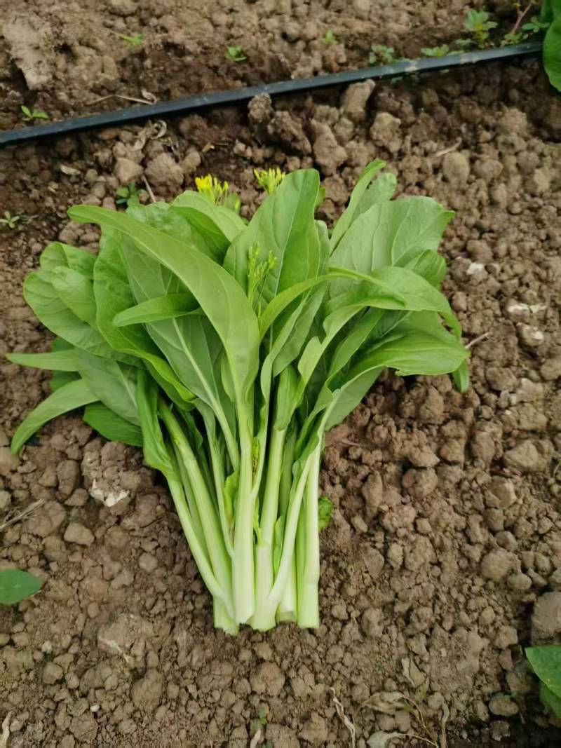 杂交白菜苔种子甜脆白菜苔种子苔多侧枝多口感甜脆