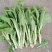 杂交白菜苔种子甜脆白菜苔种子苔多侧枝多口感甜脆