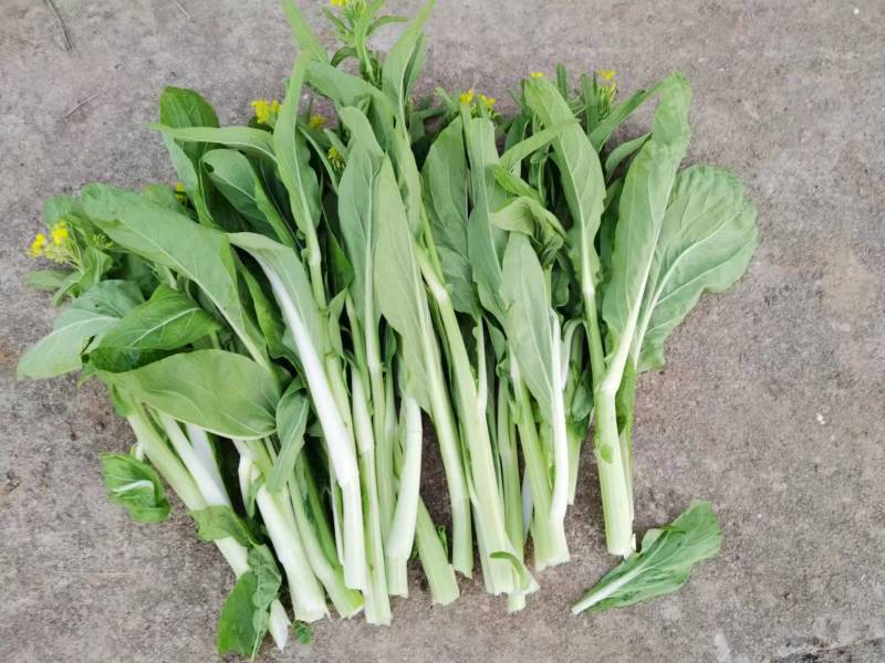 杂交白菜苔种子甜脆白菜苔种子苔多侧枝多口感甜脆